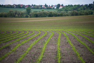 Scenic view of agricultural field