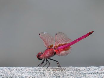 Close-up of dragonfly