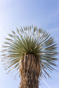 Low angle view of dried plant against clear sky