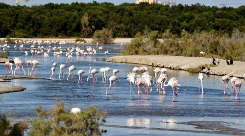 View of birds in pond