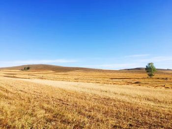 Scenic view of agricultural field against clear blue sky