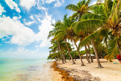 Palm trees on beach against sky