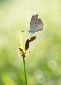 Close-up of butterfly pollinating flower