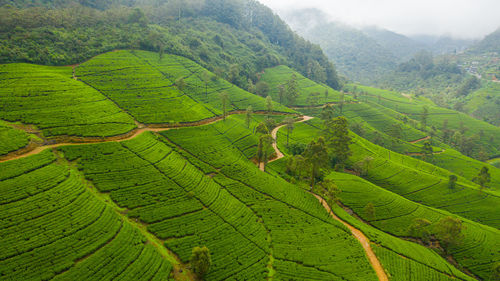 Tea estate on hillsides in a mountainous province. tea plantations landscape. sri lanka.