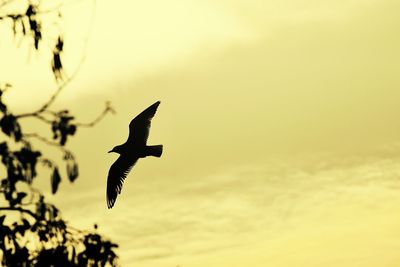 Low angle view of bird flying against sky
