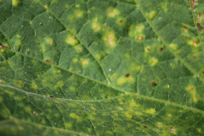 Close-up of leaves