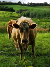Portrait of cow on grassy field