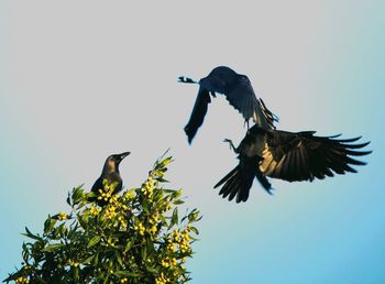 Low angle view of bird flying against clear sky