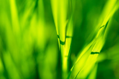 Full frame shot of fresh green plant