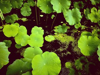 High angle view of wet leaves floating on water