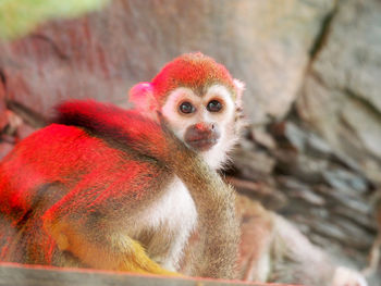 Close-up portrait of monkey on tree