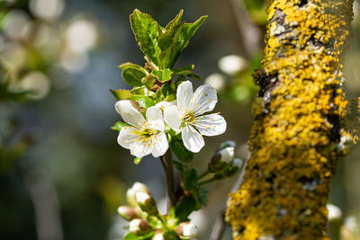 Close-up of white flowering plant