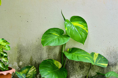 Epipremnum aureum sticks to the wall