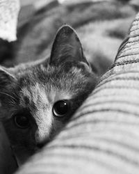 Close-up portrait of cat