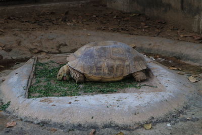 Giant tortoises eat vegetables in the zoo.