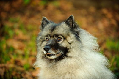 Close-up of keeshond looking away