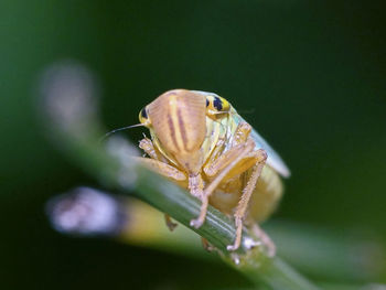 Close-up of insect on plant