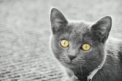 Close-up portrait of cat