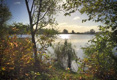 Scenic view of lake and trees against sky