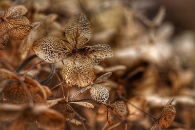 Close-up of dried plant