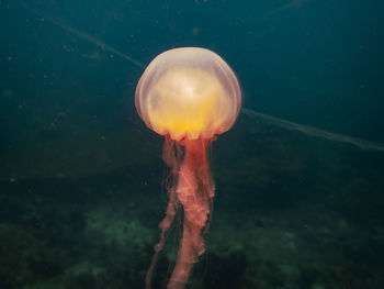 jellyfish