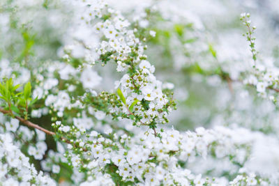 Close-up of white flowering plant