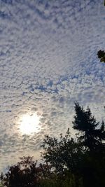 Silhouette trees against sky