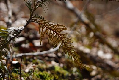 Close-up of pine tree branch during winter