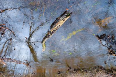 High angle view of driftwood in lake