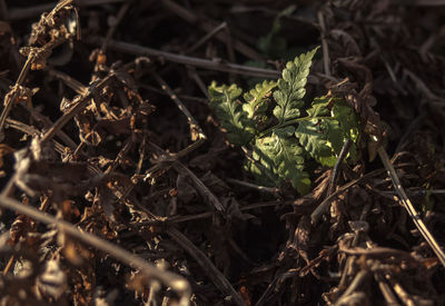 Close-up of plants