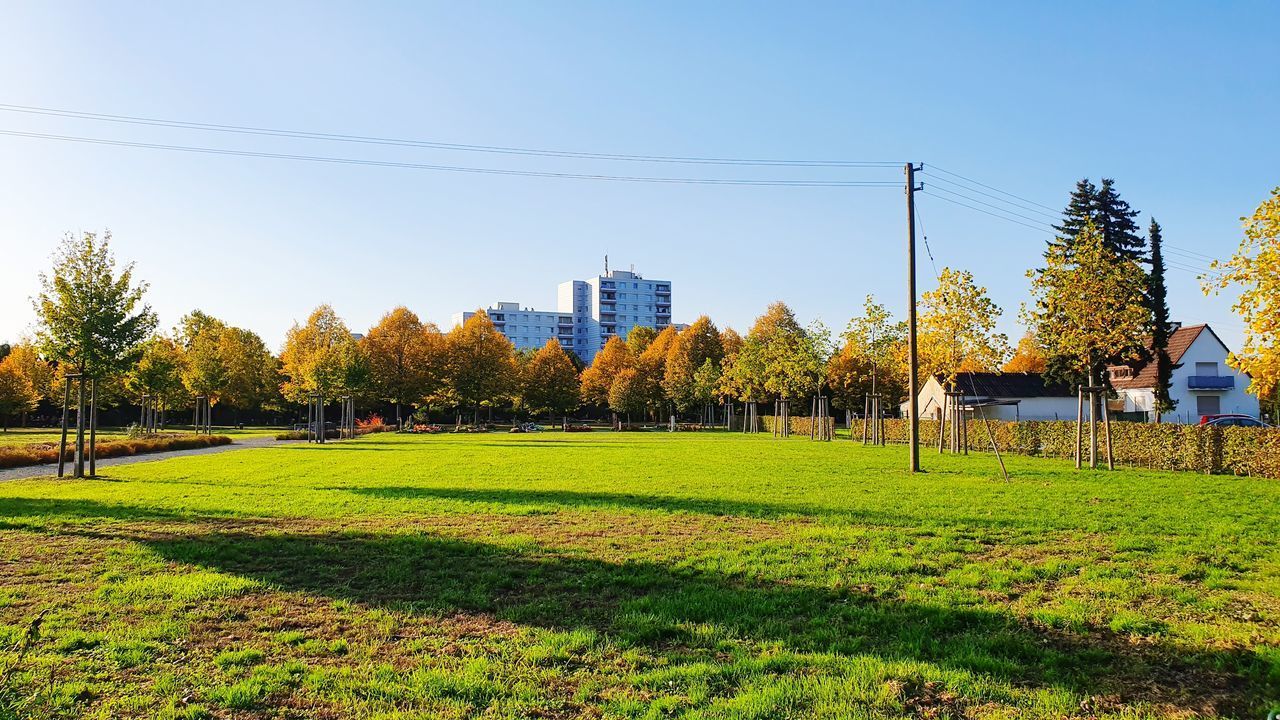 PANORAMIC SHOT OF TREES ON FIELD AGAINST CLEAR SKY