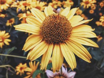 Close-up of yellow flower