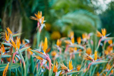 Close-up of flowering plant