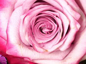 Close-up of pink rose