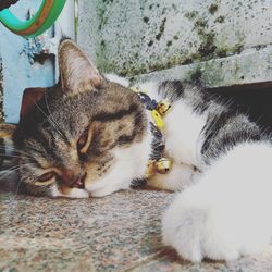 Close-up portrait of cat relaxing on floor