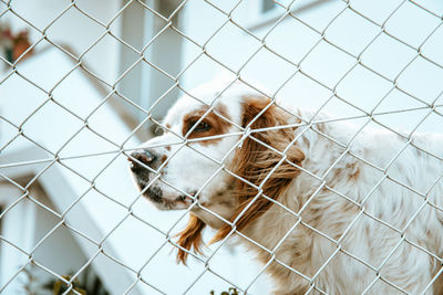 Close-up of dog seen through chainlink fence