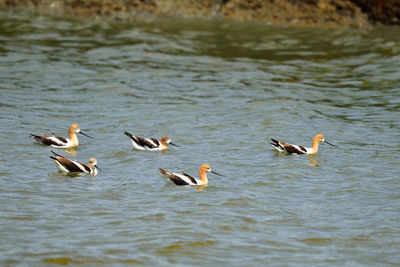 Ducks swimming in lake