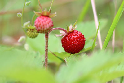 fruit