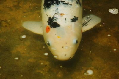Close-up of bread in plate