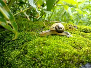 Close-up of snail on ground