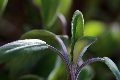Close-up of fresh sage leaves