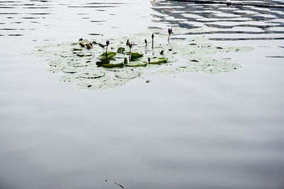 High angle view of ducks swimming on lake