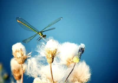 Close-up of insect against blue sky