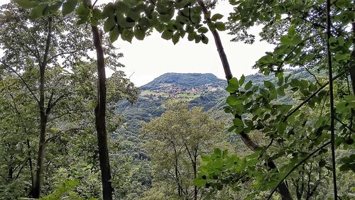 View of trees and mountains