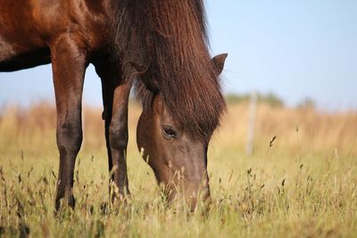 Horses in a field