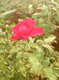 Close-up of pink flower blooming outdoors