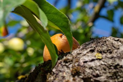 Close-up of orange leaf on tree