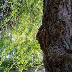 Close-up of tree trunk in forest