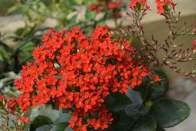 Close-up of red flowering plants