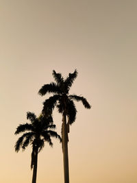 Low angle view of coconut palm tree against clear sky